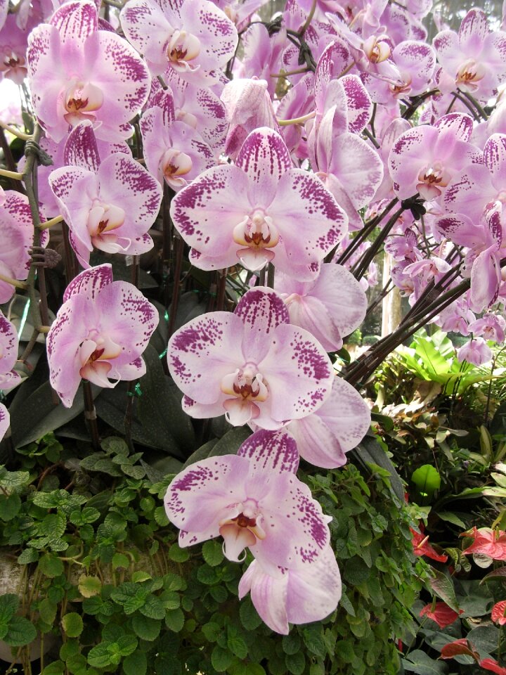 Pink thai orchid flowers bloom