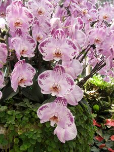 Pink thai orchid flowers bloom photo