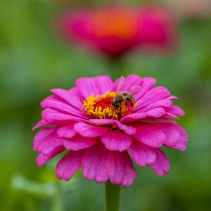 The pollen bees natural
