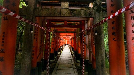 Dusky at the end japan