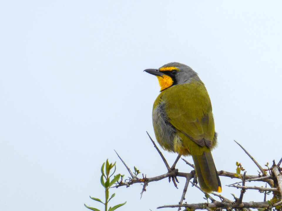 Nature south africa branch