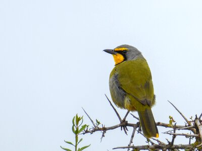 Nature south africa branch