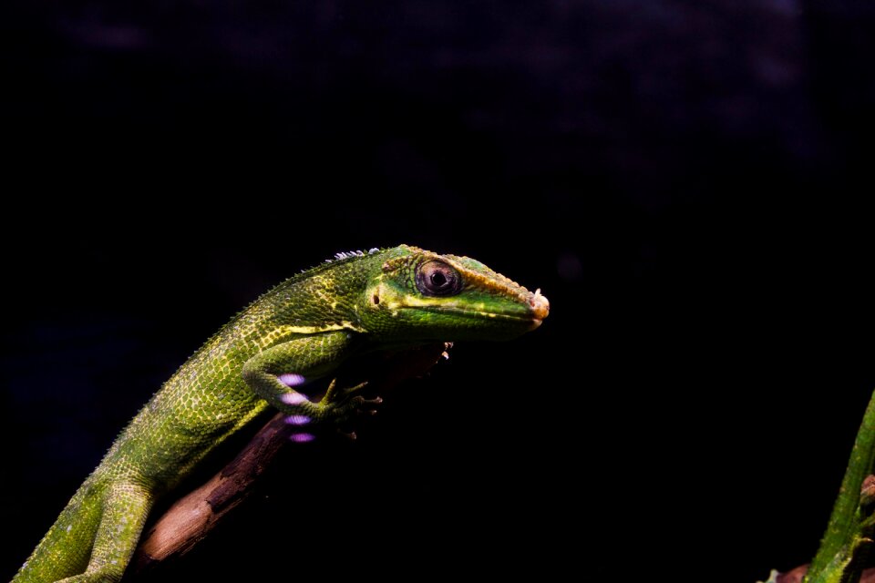 Outdoors lizard animal