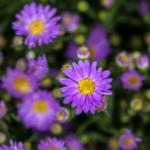 Flower spring close-up photo