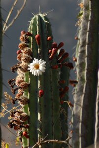 Organo pitaya nature photo