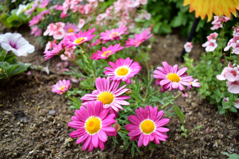 Garden bloom colorful photo