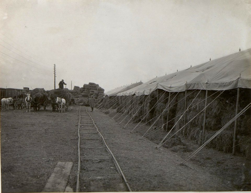 Stappelplatz für Heu der 25. Infanteriedivision in Rudnia (BildID 15443330)
