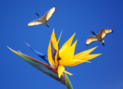 Strelitzia strelitzia orchids exotic