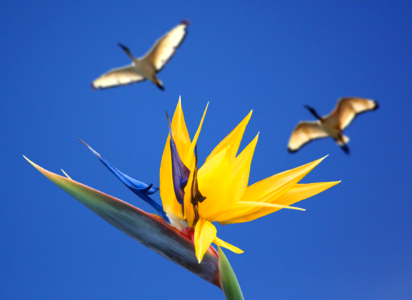 Strelitzia strelitzia orchids exotic photo