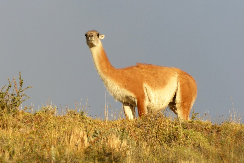 Nature grass guanaco