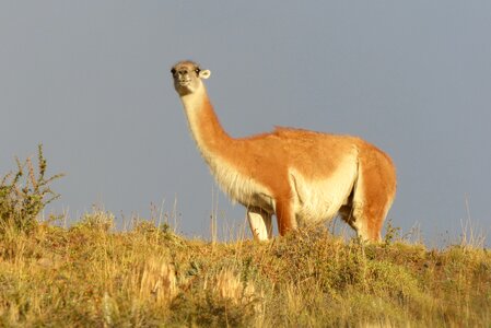 Nature grass guanaco