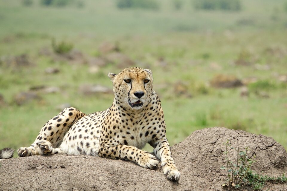 Animal safari cheetah