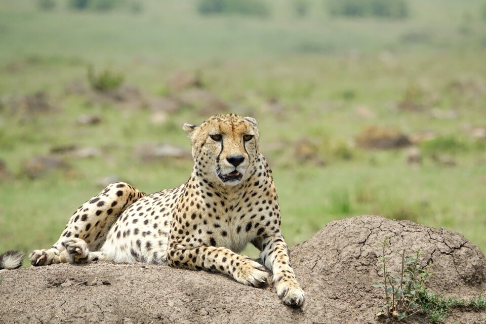 Animal safari cheetah photo