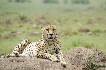 Animal safari cheetah