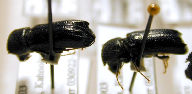 Starr 040606 0019 amphicerus cornutus