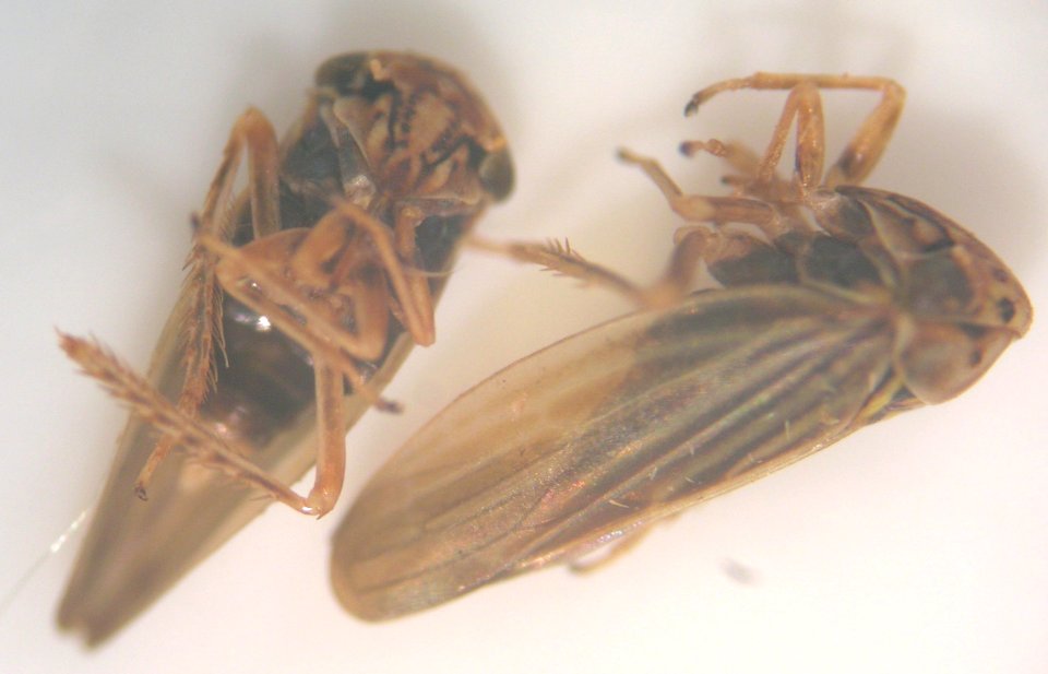 Starr 050607 2171 agallia lingula