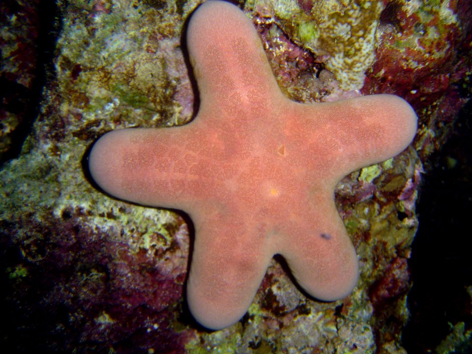 Starfish (Choriaster granulatus) on Guam (reef111511001)