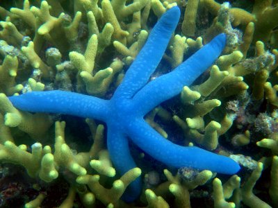 Starfish (Linckia laevigata) on Guam (reef112615038) photo