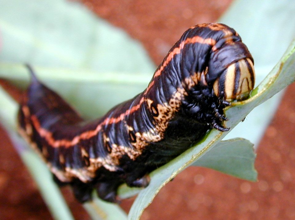 Starr 020124 0042 agrius cingulata
