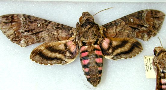 Starr 020125 0033 agrius cingulata