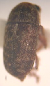 Starr 040201 3535 araecerus levipennis