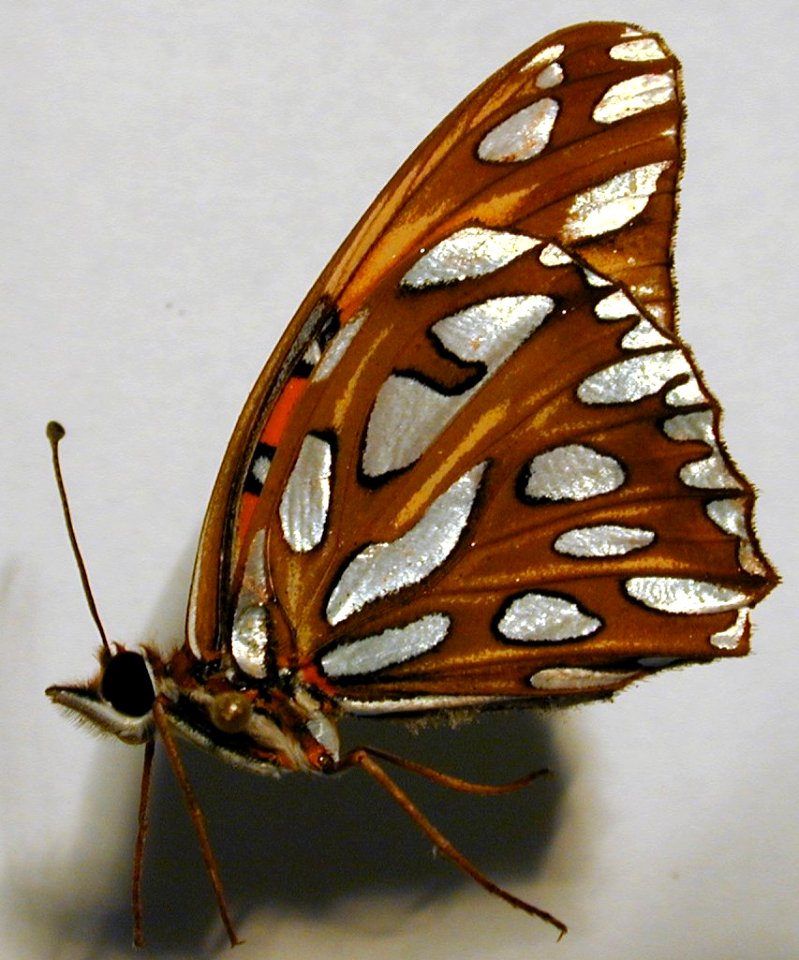 Starr 010211 5423 agraulis vanillae