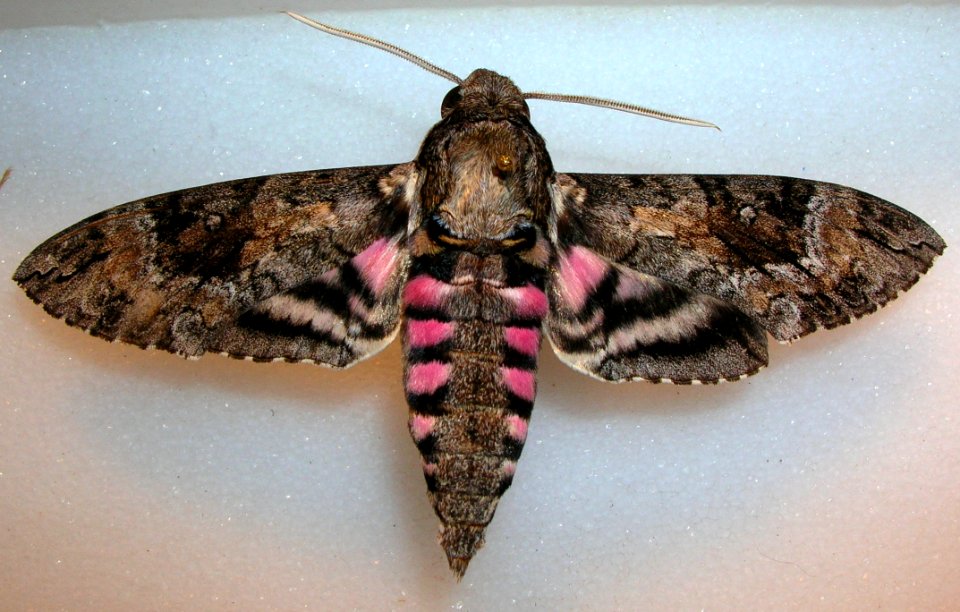 Starr 050206 3804 agrius cingulata