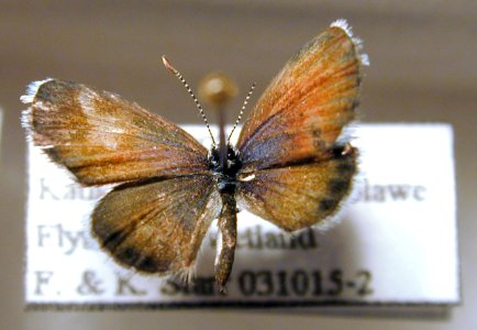 Starr 040606 0083 brephidium exilis