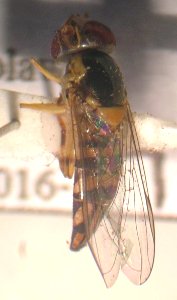 Starr 050206 3724 allograpta exotica