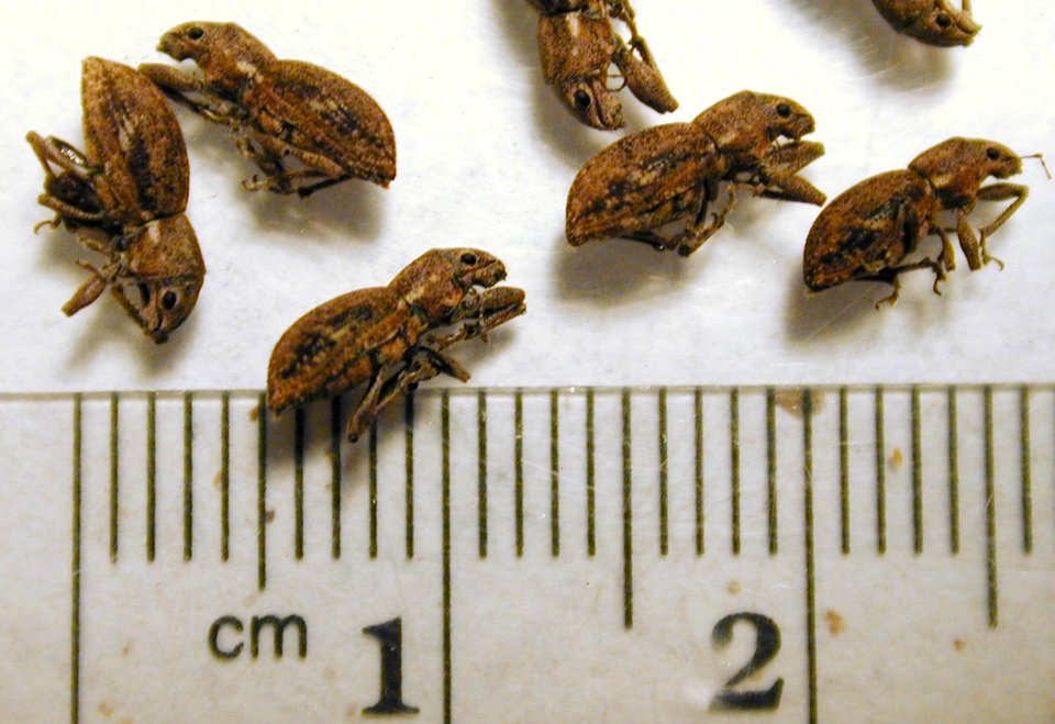 Starr 020501 0020 asynonychus godmanni