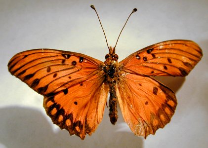 Starr 010211 0368 agraulis vanillae