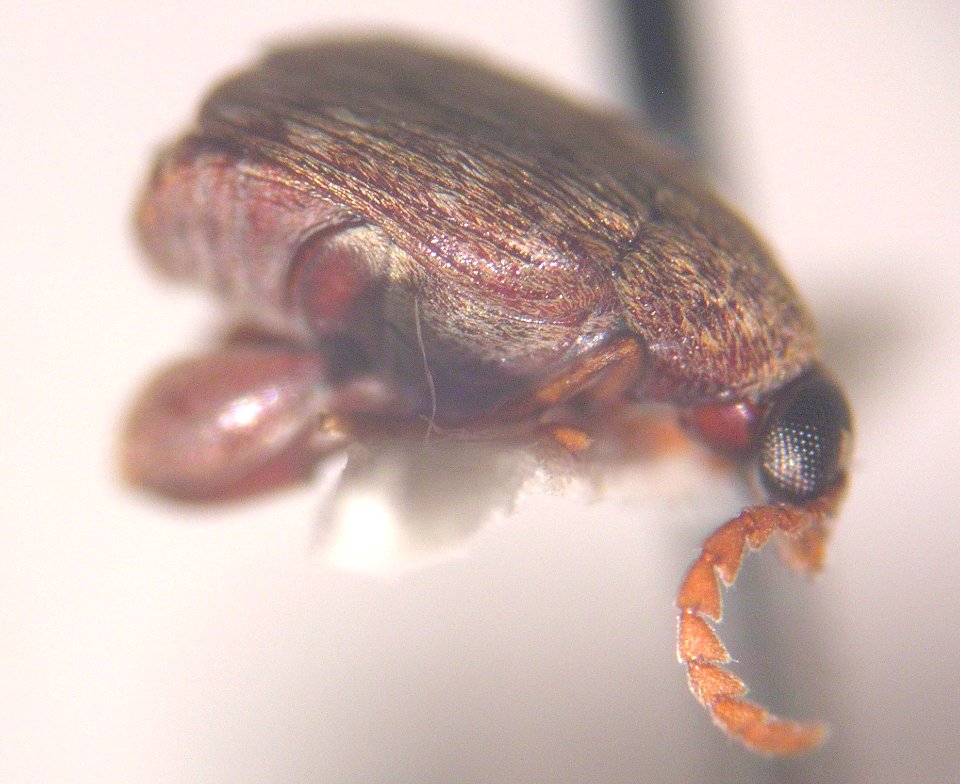 Starr 040201 3575 acanthoscelides obtectus