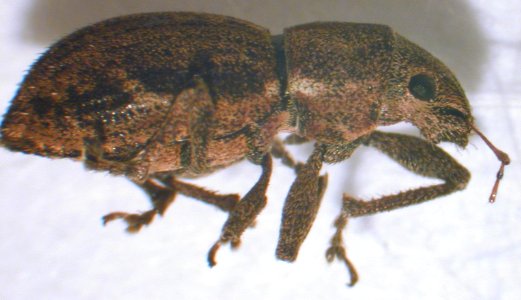 Starr 020501 0022 asynonychus godmanni