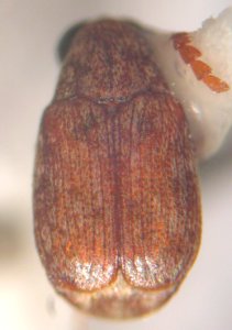 Starr 040201 3580 acanthoscelides obtectus