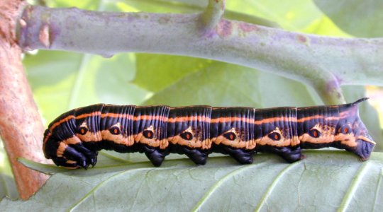 Starr 020124 0026 agrius cingulata