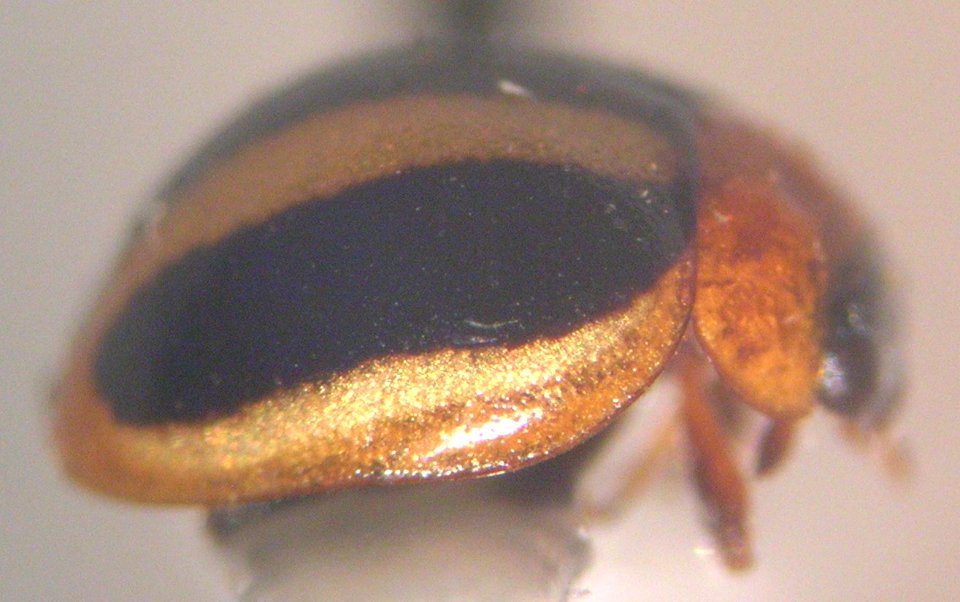 Starr 040201 3625 brumoides suturalis