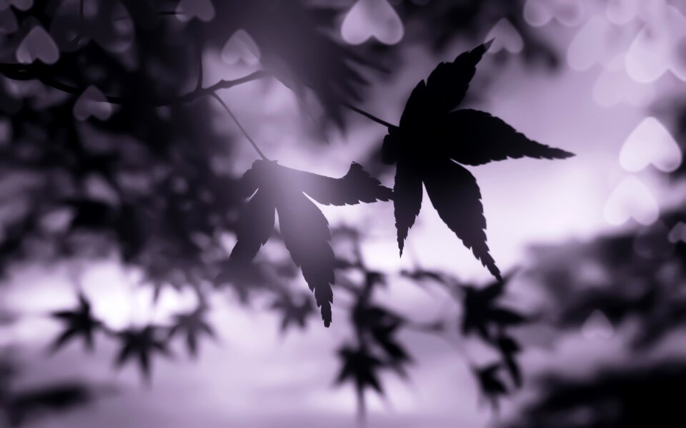 Background lilac background lilac heart