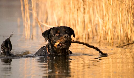 Mammal rottweiler dog