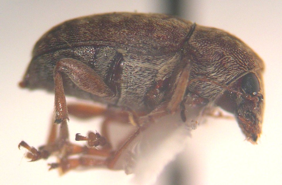 Starr 040201 3536 araecerus levipennis