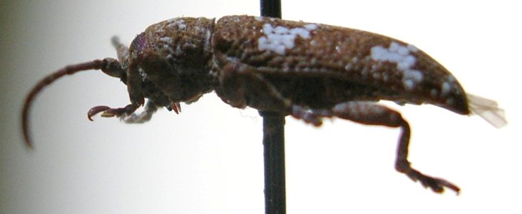 Starr 041115 0872 apomecyna saltator