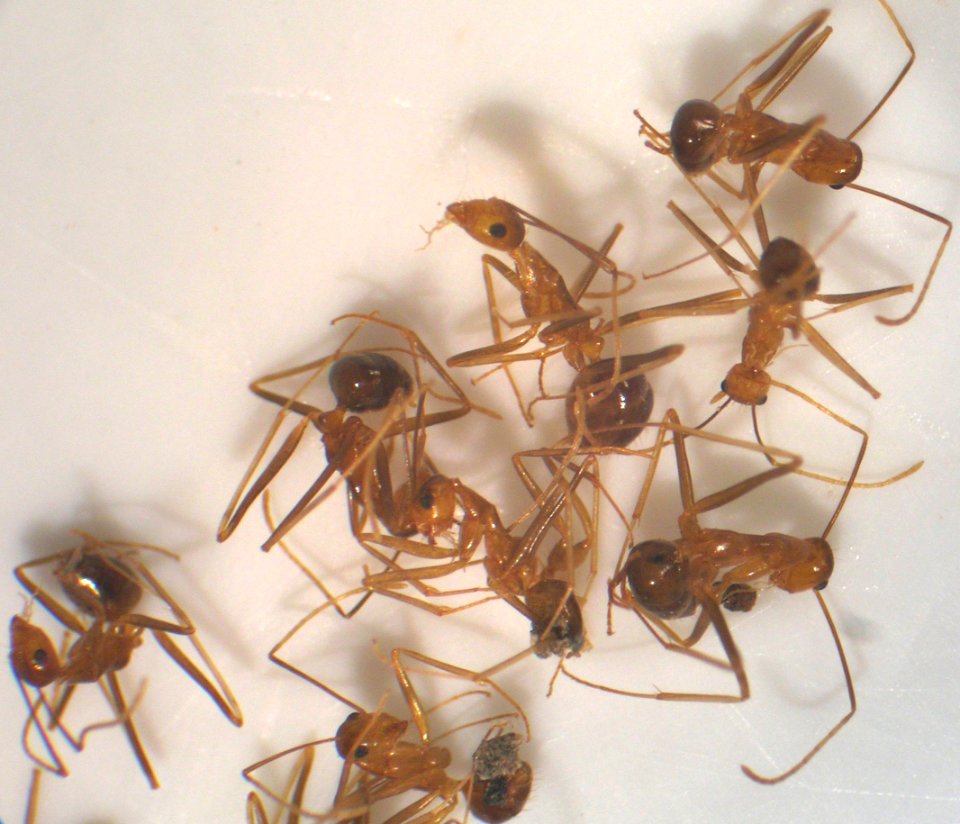 Starr 050610 2340 anoplolepis gracilipes