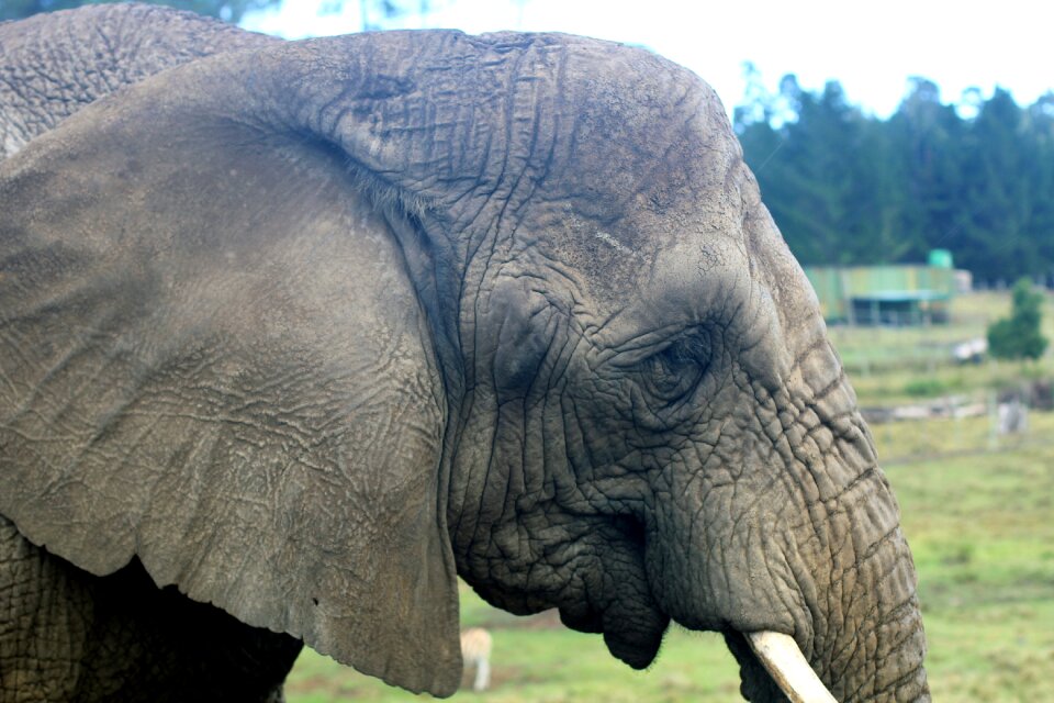 Animal zoo animal portrait