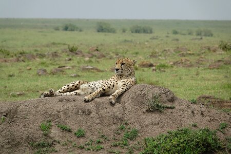 Grass animal cheetah photo