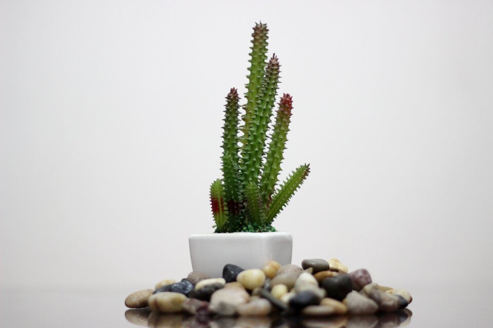 Leaf disjunct cactus
