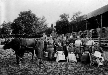 Statare. Mjölkerskor och lagårdskarlar uppställda vid ladugården. Julita gård, Södermanland - Nordiska Museet - NMA.0040766 photo