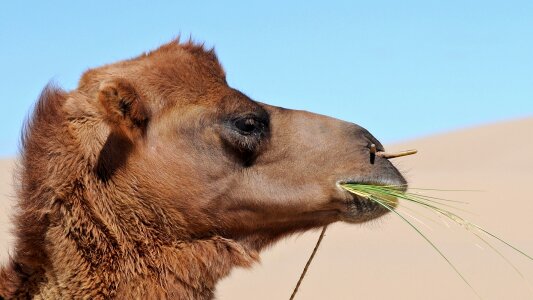 Camel eat desert photo