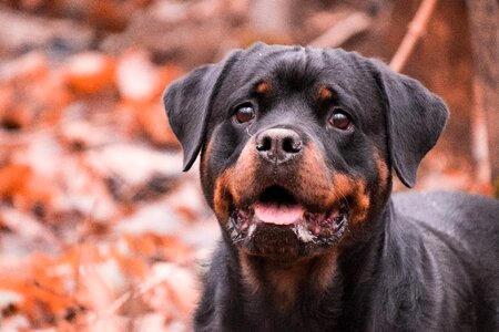 Mammal animal rottweiler photo