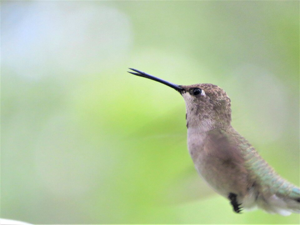 In flight hummingbird wildlife