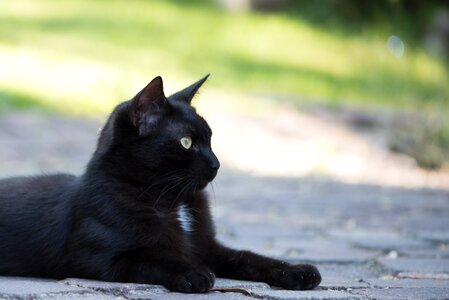Cat pets black puss