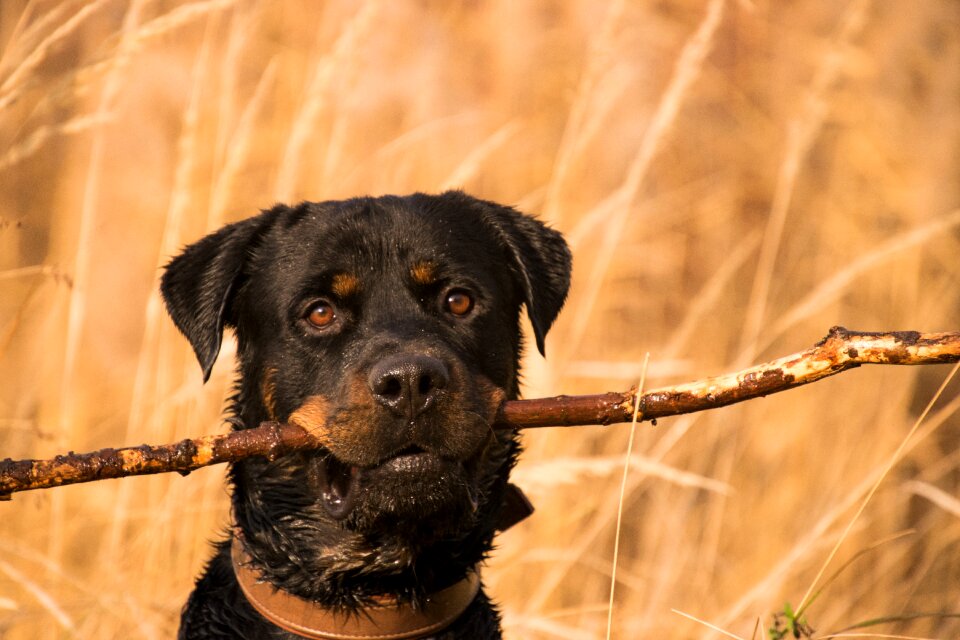 Grass cute rottweiler